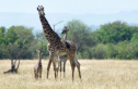 Giraffen