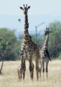 Giraffen