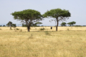 Serengeti