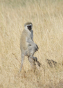 Meerkatze