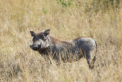 Warzenschwein