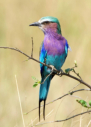 Vgel der Serengeti