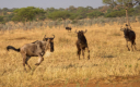 Gnus