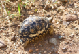 Schildkrte