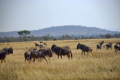 Gnus