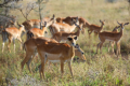 Serengeti