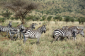 Zebras