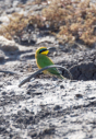 Vgel der Serengeti