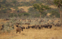 Gnus