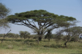 Landschaft der Serengeti
