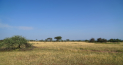 Landschaft der Serengeti