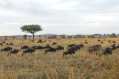 Die groe Migration - Gnus