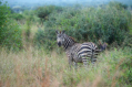 Zebras