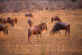 Gnus