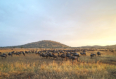 Gnus