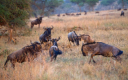 Gnus