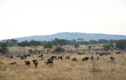 Gnus