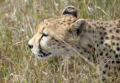 Gepard