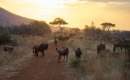 Gnus