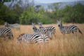 Zebras