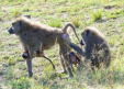 Serengeti