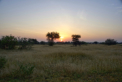 Serengeti