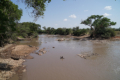 Fluss mit Krododilen und Flusspferden
