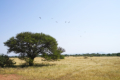 Serengeti