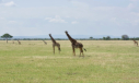Giraffen