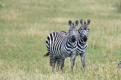 Zebras