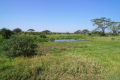 Serengeti
