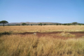 Landschaft der Serengeti