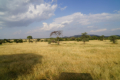 Landschaft der Serengeti