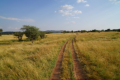 Landschaft der Serengeti