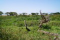 Ngorongoro-Krater