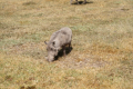 Warzenschwein