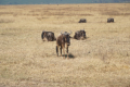 Gnus
