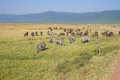 Gnus und Zebras