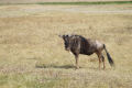 Gnu