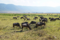 Gnus und Zebras