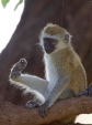 Meerkatze