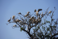 Lake Manyara-Nationalpark