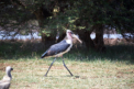 Marabu