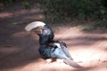 Hornvogel