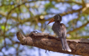 Lake Manyara-Nationalpark