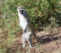 Meerkatze