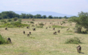 Paviane