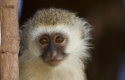 Meerkatze
