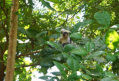 Colobus-Affe