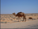 Fahrt nach Douz - Achtung Kamele!